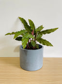 The Staple Collection - 15cm Round Pot made in a Single Colour