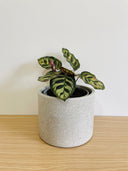 The Staple Collection - 15cm Round Pot made in a Single Colour
