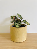 The Staple Collection - 15cm Round Pot made in a Single Colour